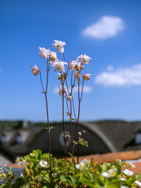 Close-up of flowering plant against blue sky