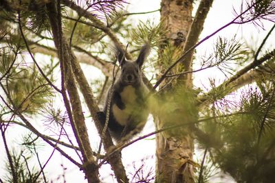 Low angle view of squirrel on tree