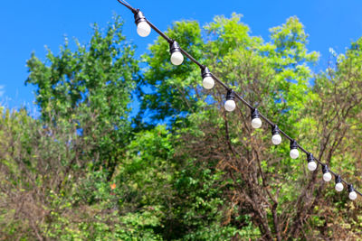 Low angle view of light bulbs hanging on tree against sky