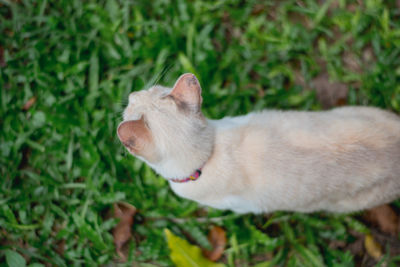 Close-up of cat on field