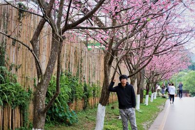 Man and cherry blossoms on road amidst trees