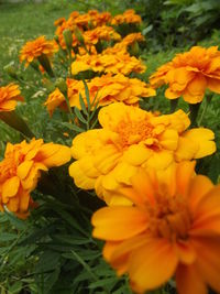 Close-up of yellow flowers blooming outdoors