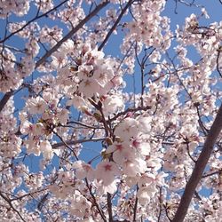Low angle view of cherry blossoms