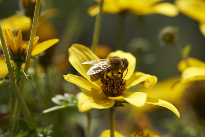 Close-up of insect on yellow flower