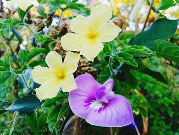 Close-up of flowers blooming outdoors