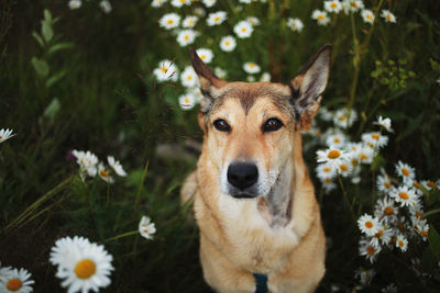 Portrait of dog with flowers