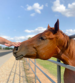 Horse in ranch against sky