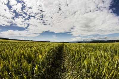 Scenic view of agricultural field against sky