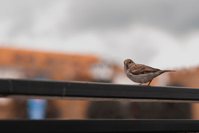 Close-up of bird perching on railing