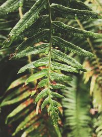 Close-up of fern leaves