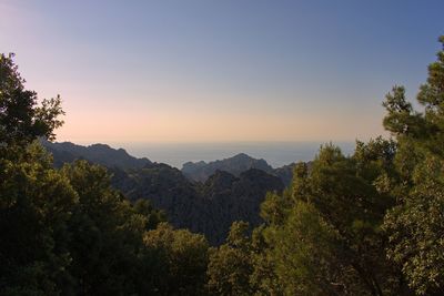 Scenic view of forest against sky at sunset