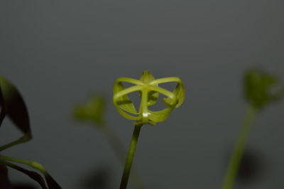 Close-up of yellow flower