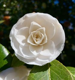 Close-up of white rose