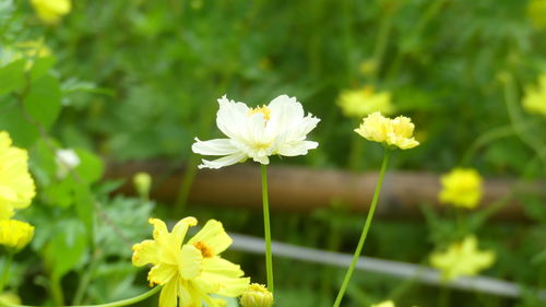 Close-up of white flowers