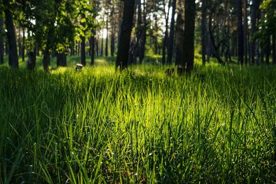 Scenic view of trees growing on field