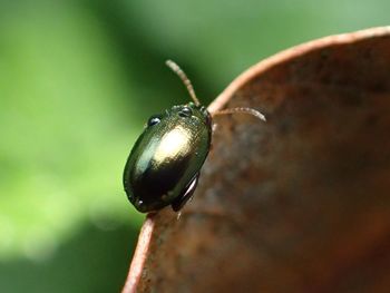 Close-up of insect on plant