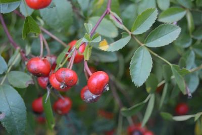 Close-up of cherries on tree