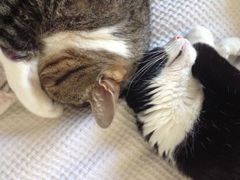 High angle view of cat lying on bed