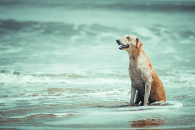 Close-up of dog running on beach