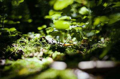Moss growing on rock