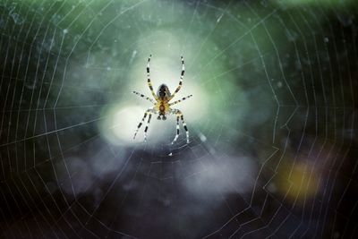 Close-up of spider and web against blurred background