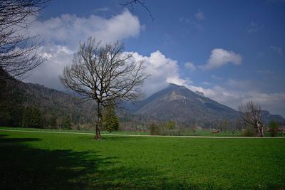 Trees on field and mountain against sky