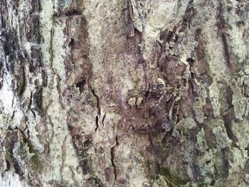 Full frame shot of rocks on tree trunk