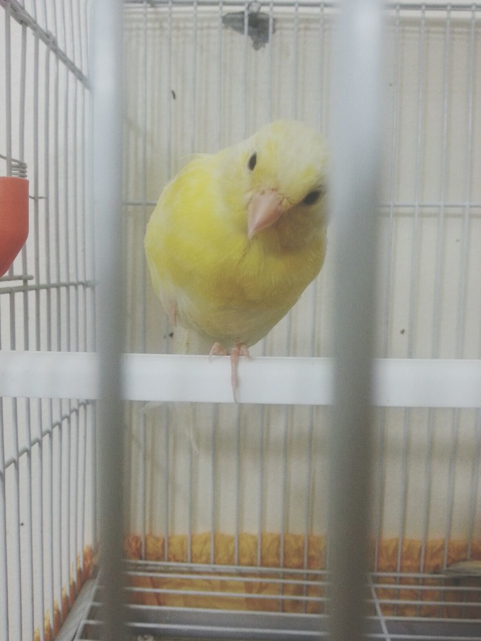 bird, animal themes, indoors, one animal, close-up, cage, yellow, focus on foreground, parrot, day, wildlife, perching, multi colored, no people, animals in the wild, animals in captivity, fence, railing, wall - building feature