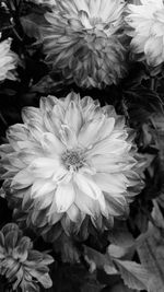 Close-up of flowers blooming outdoors