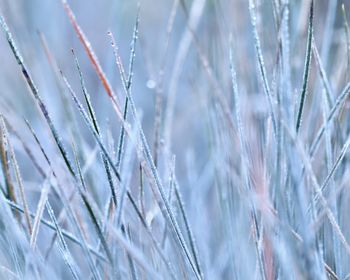 frost