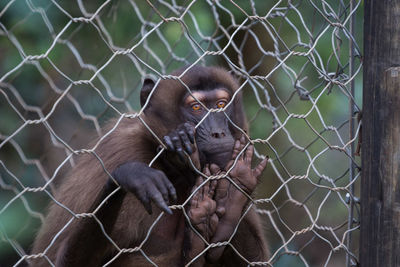 Close-up of monkey in cage at zoo