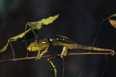 Close-up of insect on leaf