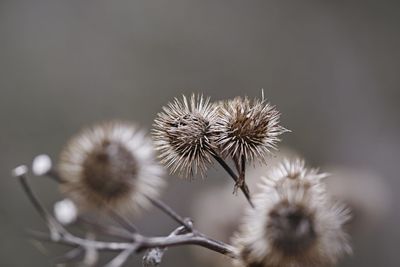 Close-up of wilted dandelion