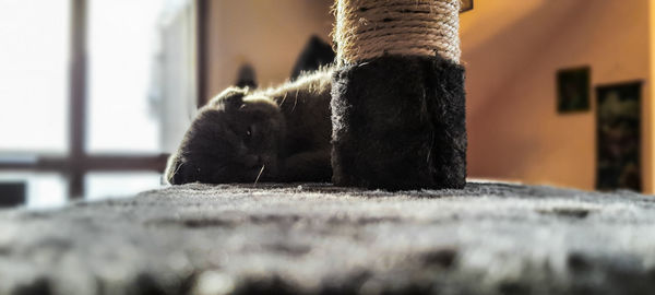 Close-up of a cat