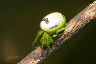 Close-up of caterpillar on tree