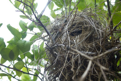 Close-up of bird nest on tree