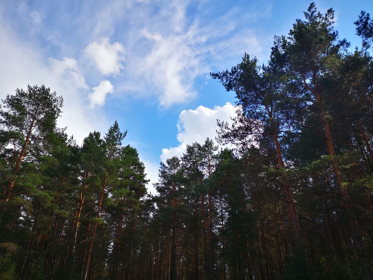 LOW ANGLE VIEW OF TREES AGAINST SKY AT FOREST