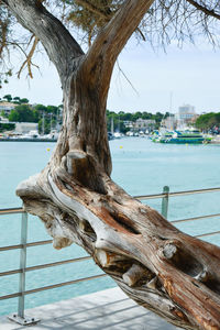 Tree trunk by sea against sky