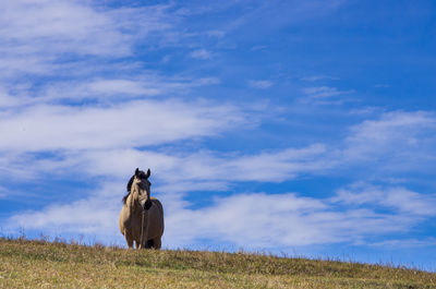 Horse on field against sky
