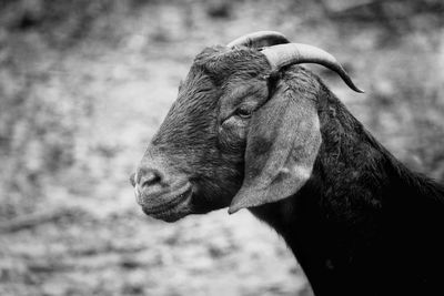 Close-up of goat on the field