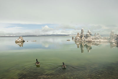 Swans and a rare snow storm blankets mono lake in northern california