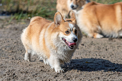 Several welsh corgi dogs play on the sandy beach by the lake on a sunny day