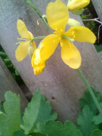 Close-up of yellow flowers blooming outdoors