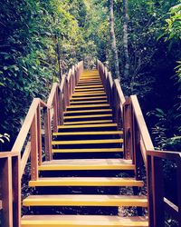 Steps amidst trees