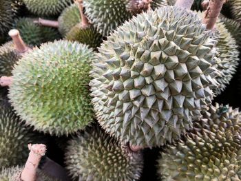 Close-up of succulent plant