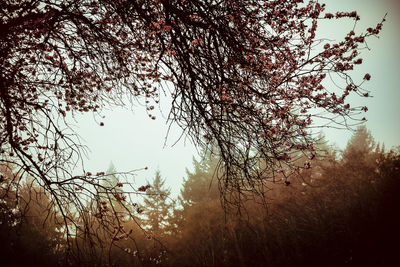 Bare trees against sky