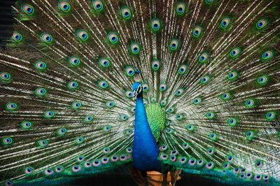 Close-up of peacock