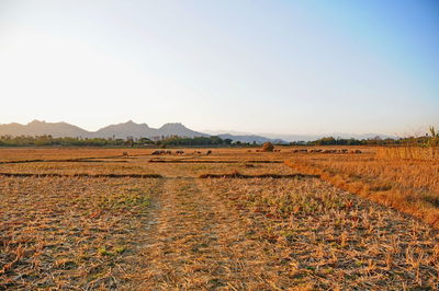 Scenic view of landscape against clear sky