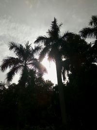 Low angle view of silhouette trees against sky