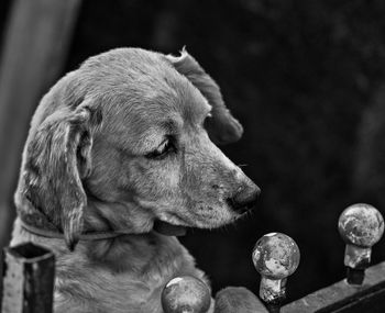 Close-up of dog looking away